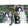 3 Boyutlu Resim  Sevimli Kediler İkili Kedi Resmi Tablosu 40x60 Cm